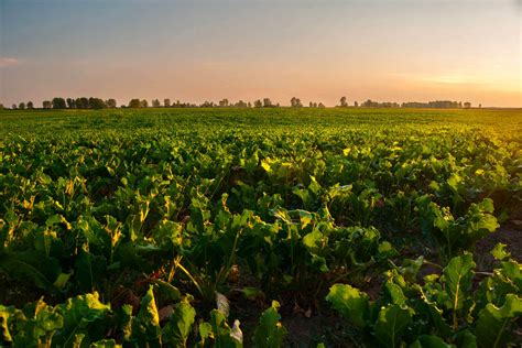 Farm to Table Sugar Beets, Sugar Cane 